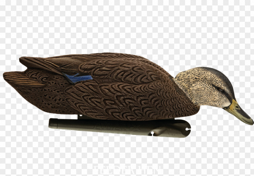 Duck Decoy Mallard American Black PNG