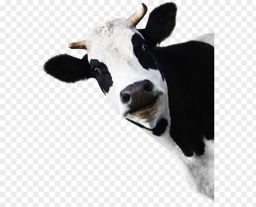 Milk Holstein Friesian Cattle Farm Dairy Livestock PNG