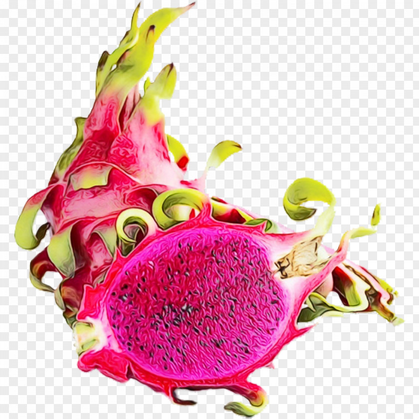 Nepenthes Pitahaya Cactus Cartoon PNG