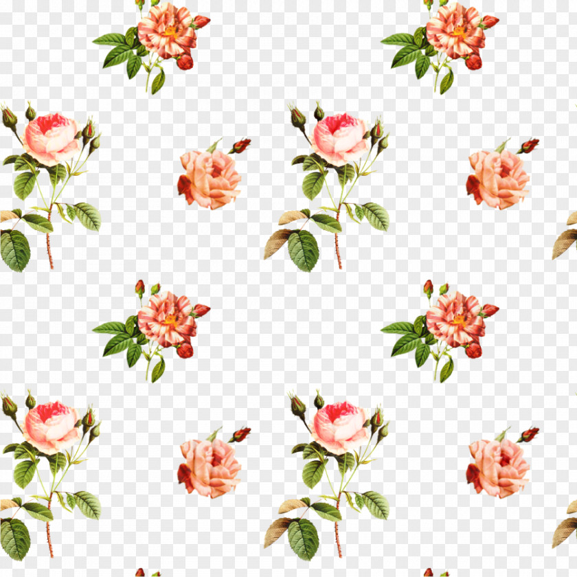 Wildflower Pedicel Pink Flowers Background PNG
