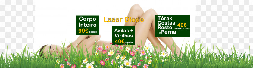 Cabeleireiro Hairdresser Lawn Covilhã Wheatgrass Energy PNG