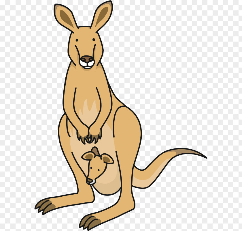 Kangaroo Joey Macropodidae Clip Art PNG