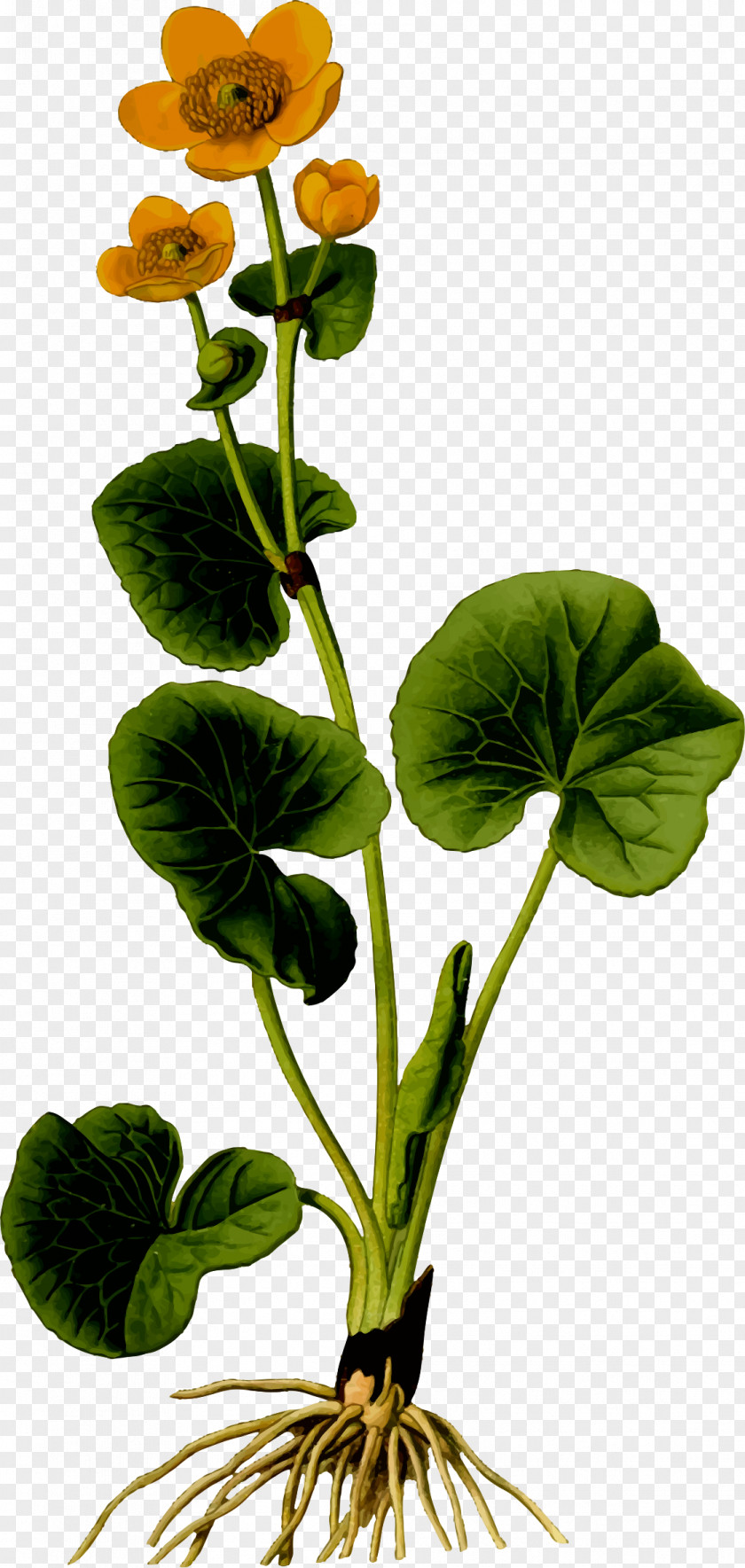 Marigold Flower Leaf Marsh PNG