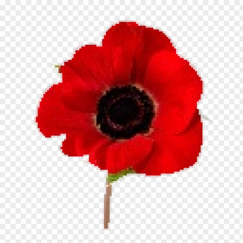 Red Poppy In Flanders Fields Remembrance Armistice Day Lest We Forget PNG