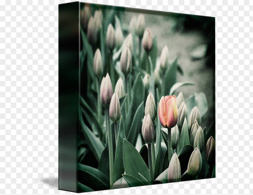 Tulip Plant Stem Bud Petal Desktop Wallpaper PNG