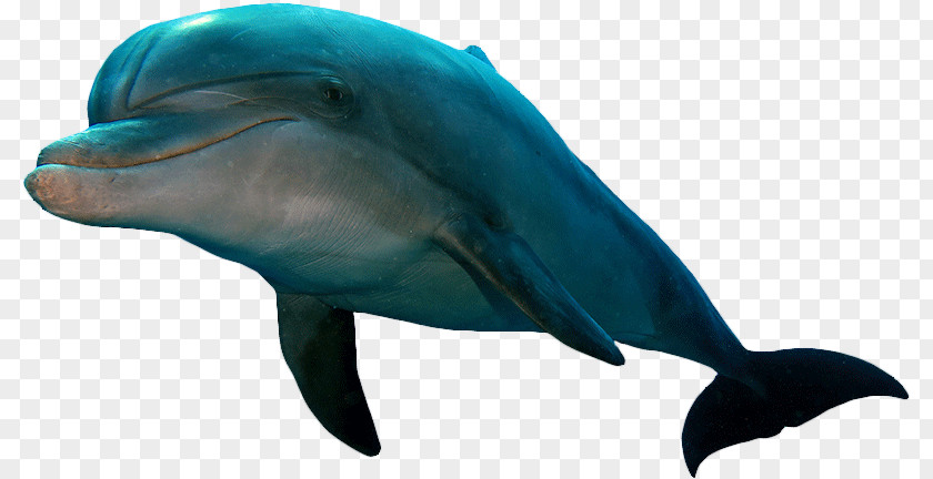 Dolphin Common Bottlenose Short-beaked Tucuxi Rough-toothed Wholphin PNG