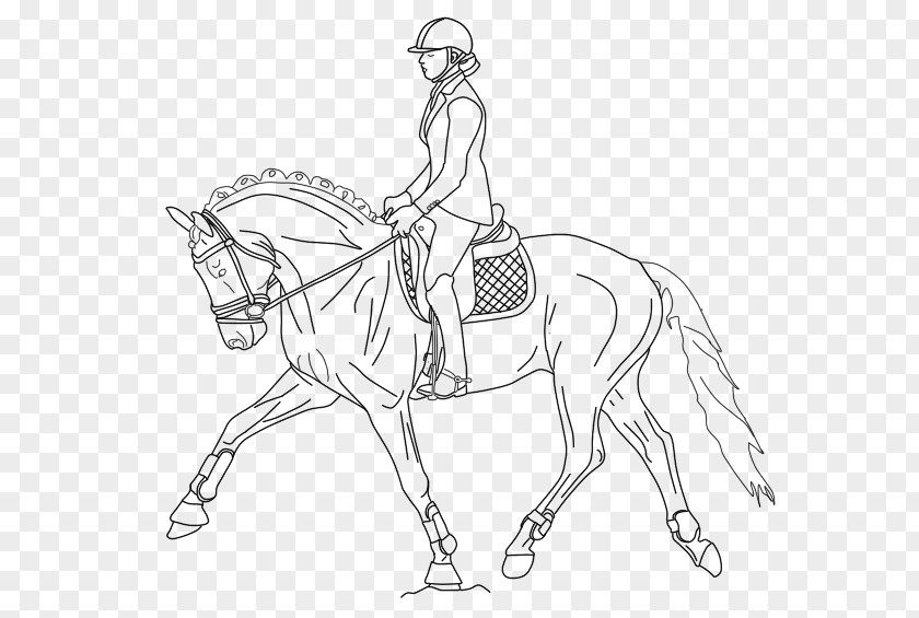 Dutch Warmblood Bridle Dressage Equestrian Coloring Book PNG