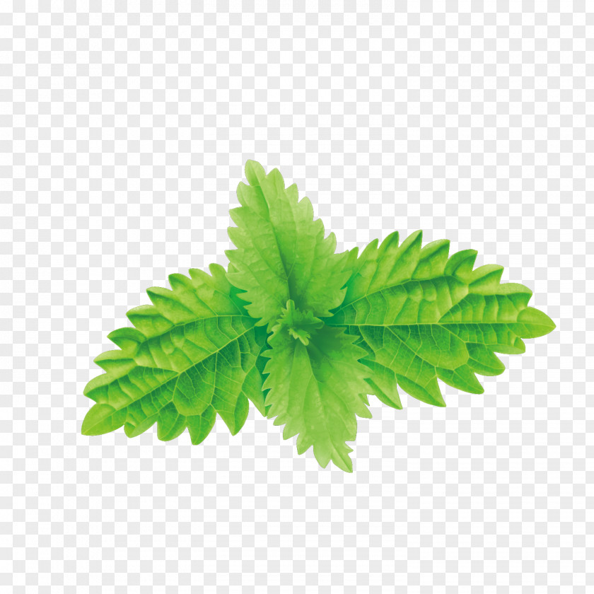 Vector Green Mint Leaves Mentha Spicata Euclidean Photography Illustration PNG