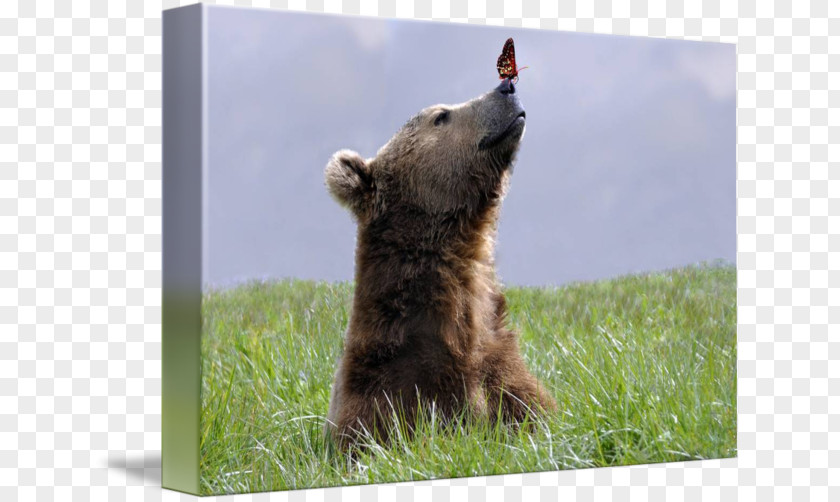 Bear Grizzly Canvas Print Art PNG