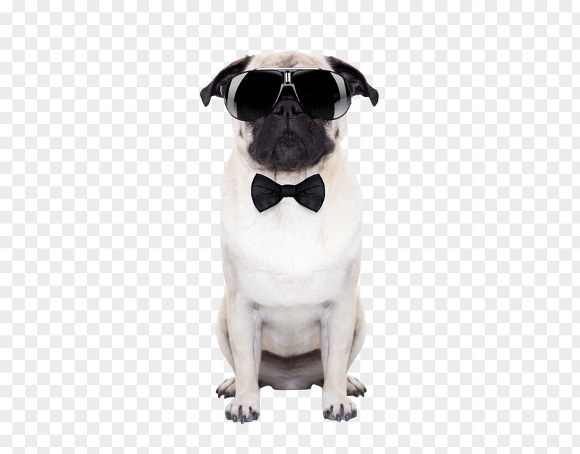 Dog Wearing Sunglasses Puggle Stock Photography Puppy PNG