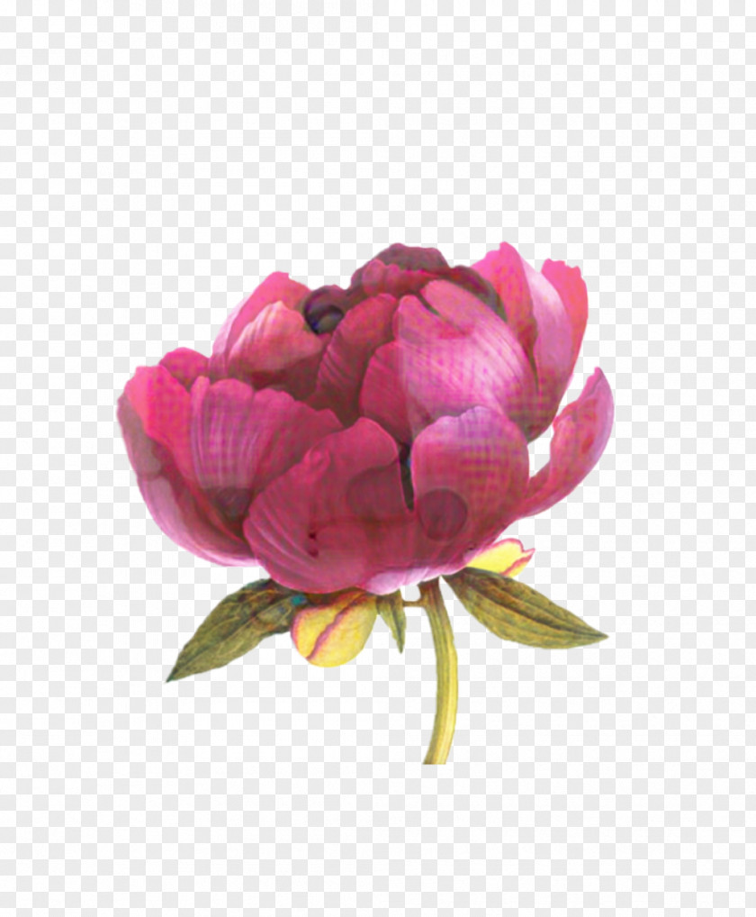 Garden Roses Cabbage Rose Floribunda Cut Flowers Peony PNG