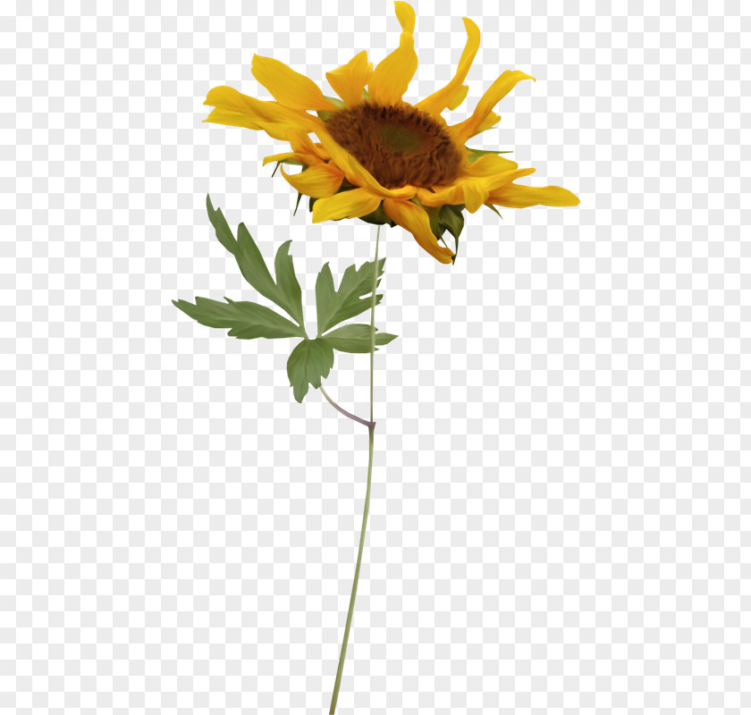 Girasoles Common Sunflower PhotoScape Blog PNG