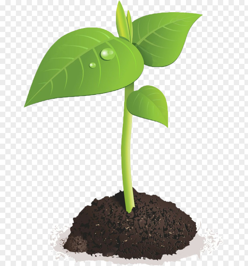 Sprouting Seed Brussels Sprout Bean PNG