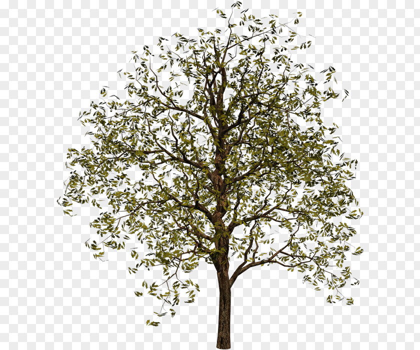 Tree Clip Art PNG