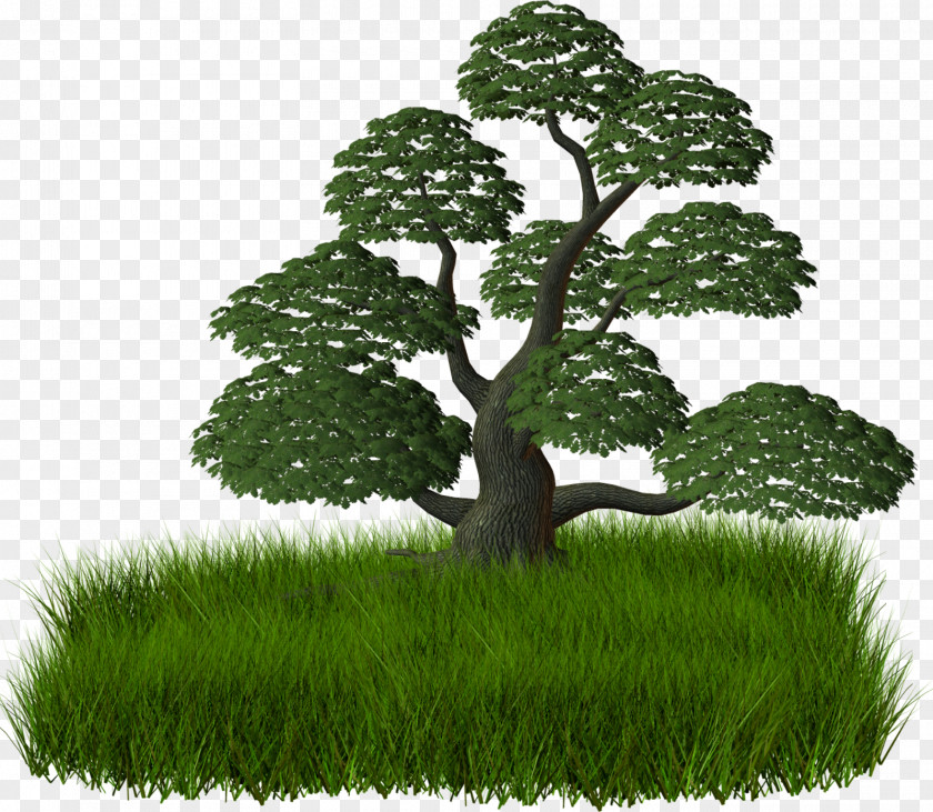 Tree Top Shrub Treelet Clip Art PNG