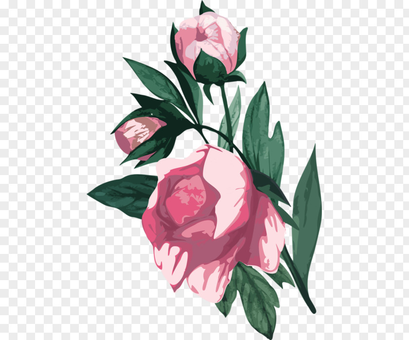 Beauty Clipart Garden Roses Clip Art Flower PNG