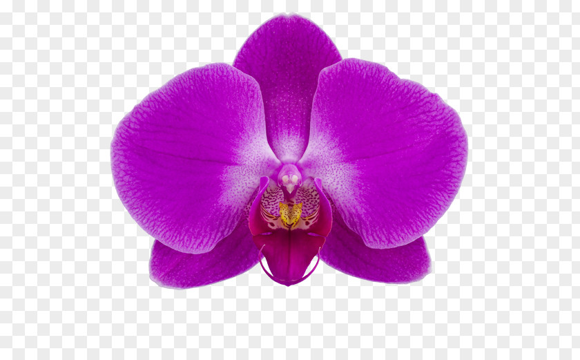 Flashdance Frame Moth Orchids Stolk Flora Cattleya Slavyansk-na-Kubani PNG