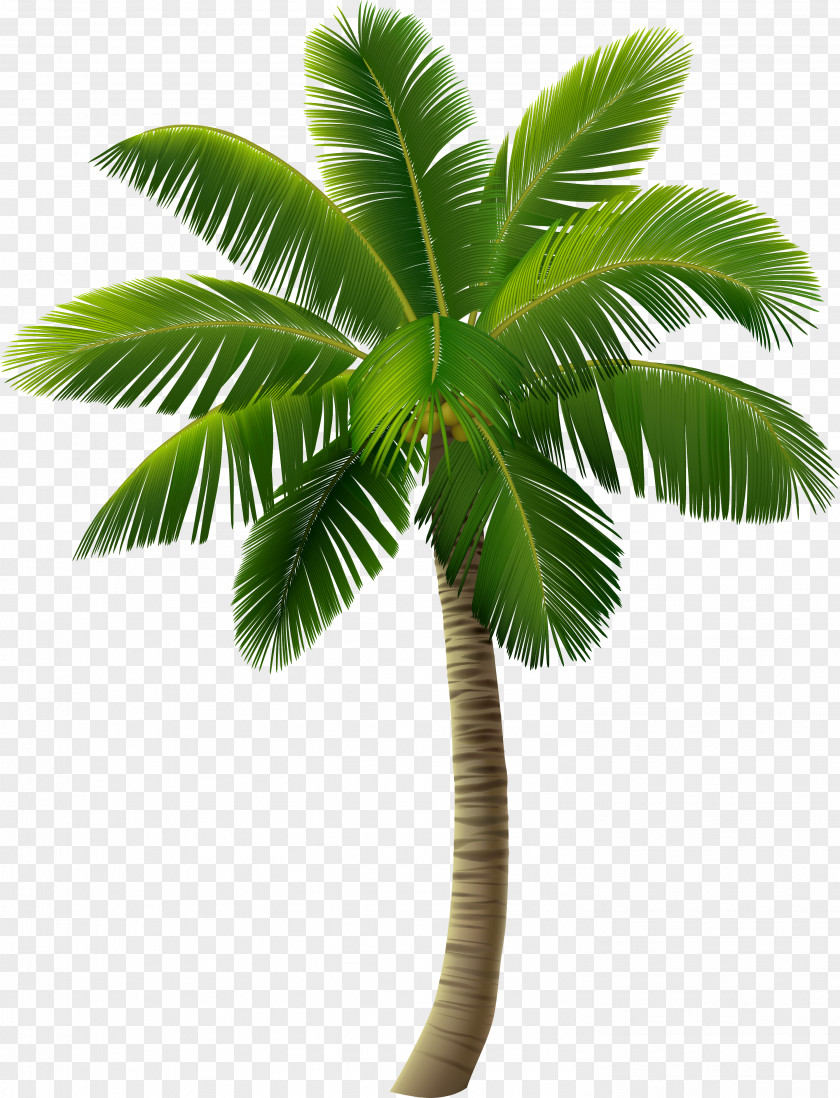 Green Island Coconut Trees PNG island coconut trees clipart PNG