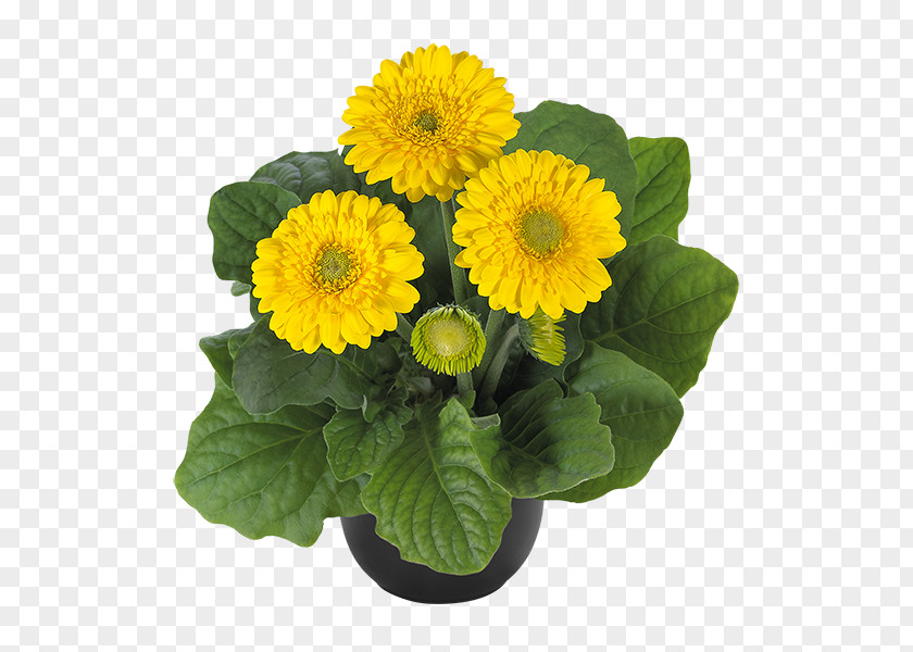 Plants Transvaal Daisy Ukraine Seed Houseplant PNG