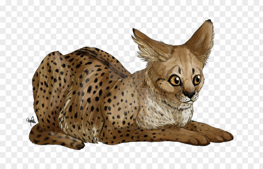 Cheetah Savannah Cat California Spangled Ocicat Whiskers Ocelot PNG