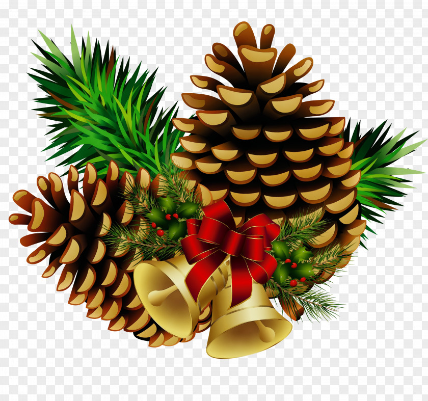 Conifer Fir Pineapple PNG