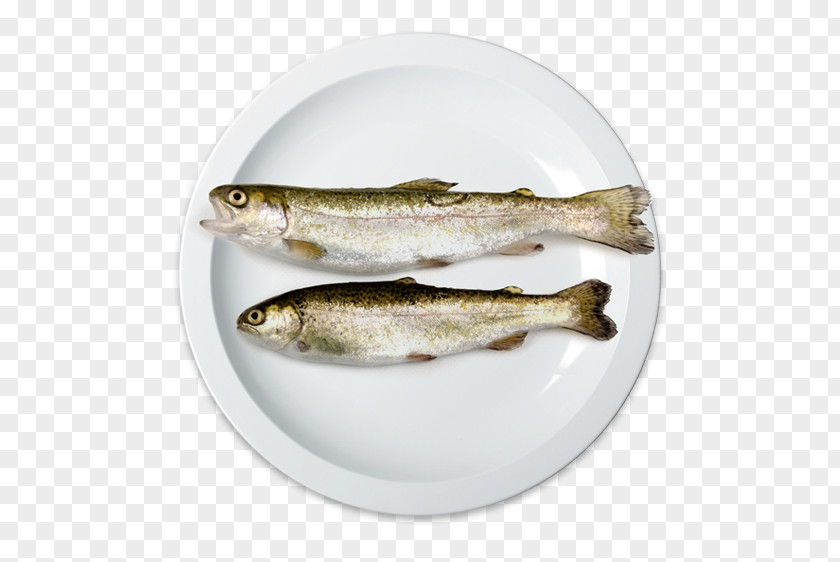 Fish Sardine Salted Capelin Oily PNG