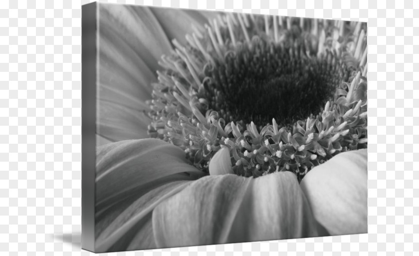 Gerber Daisy Still Life Photography Transvaal Stock PNG