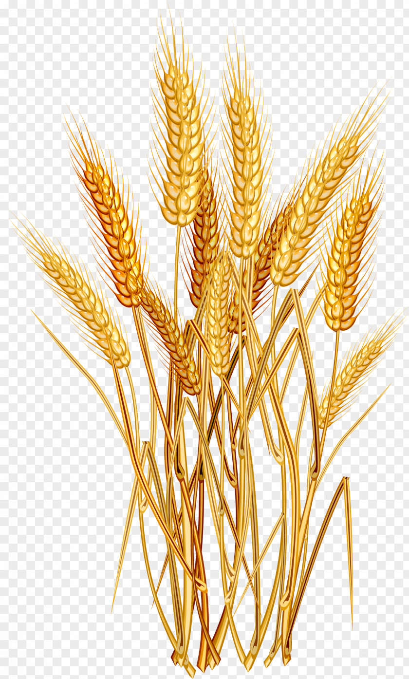 Golden Wheat Euclidean Vector Clip Art PNG