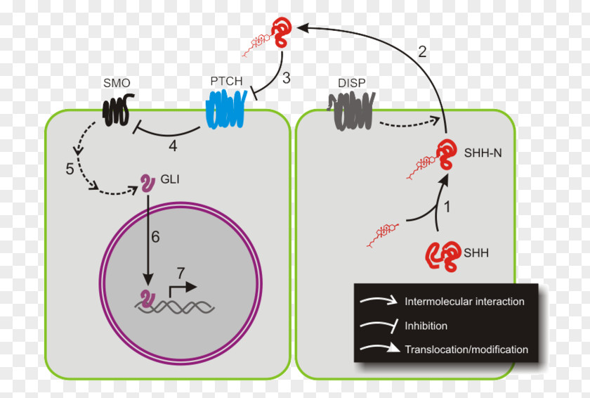 Hedgehog Signaling Pathway Sonic Cyclopamine Cell GLI1 PNG