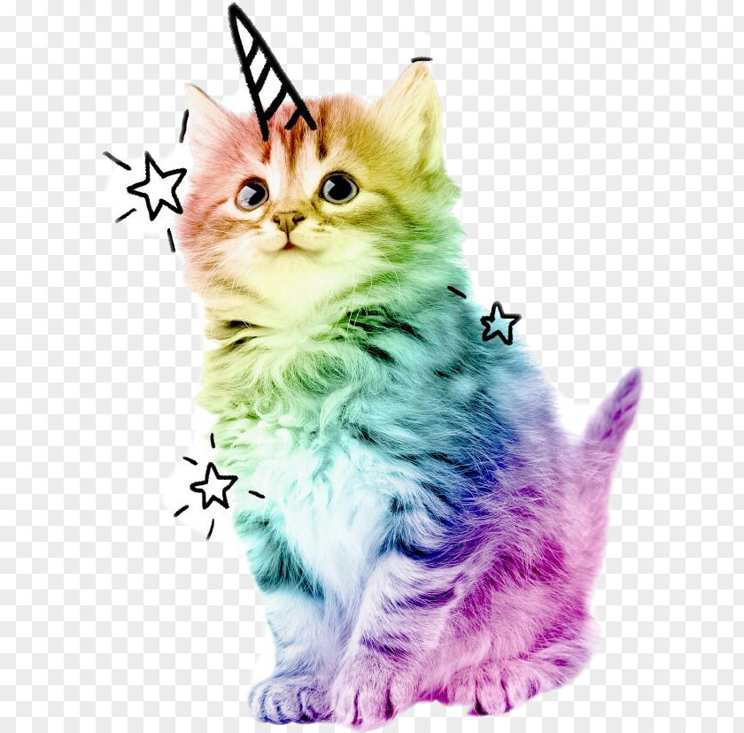 Kitten Cat Unicorn Adrien Agreste Cuteness PNG