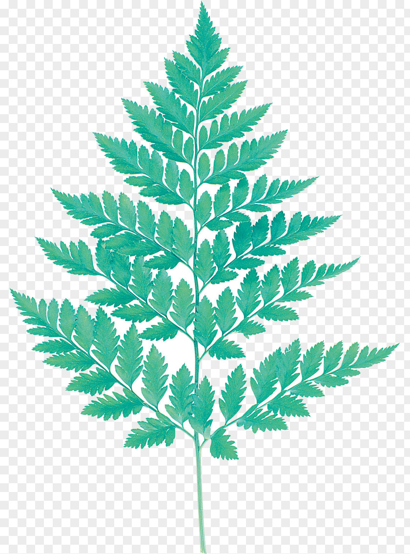 Leaf Fern Watercolor Painting Nature PNG