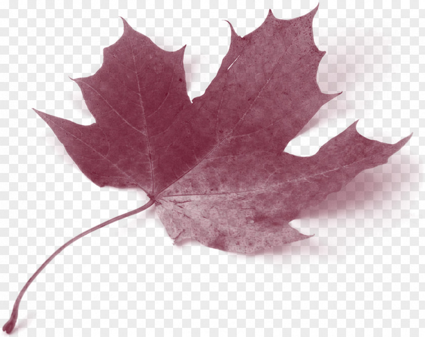 Maple Leaf Canada Acer Circinatum Autumn Color PNG