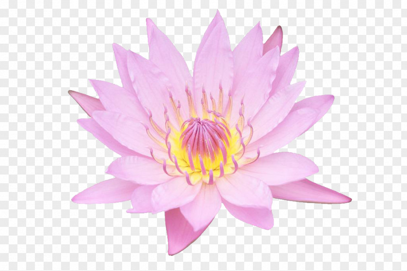 Pink Lotus Stock Photography PNG