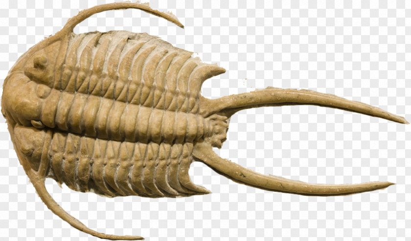 Swire Beetle Fossil Trilobite Stock Photography Devonian Royalty-free PNG