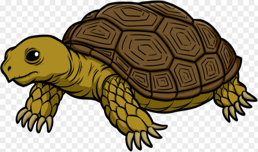 Tortoise Transparent Turtle Clip Art PNG