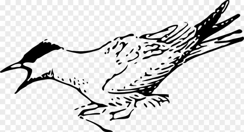 Bird Arctic Tern Terns Clip Art PNG