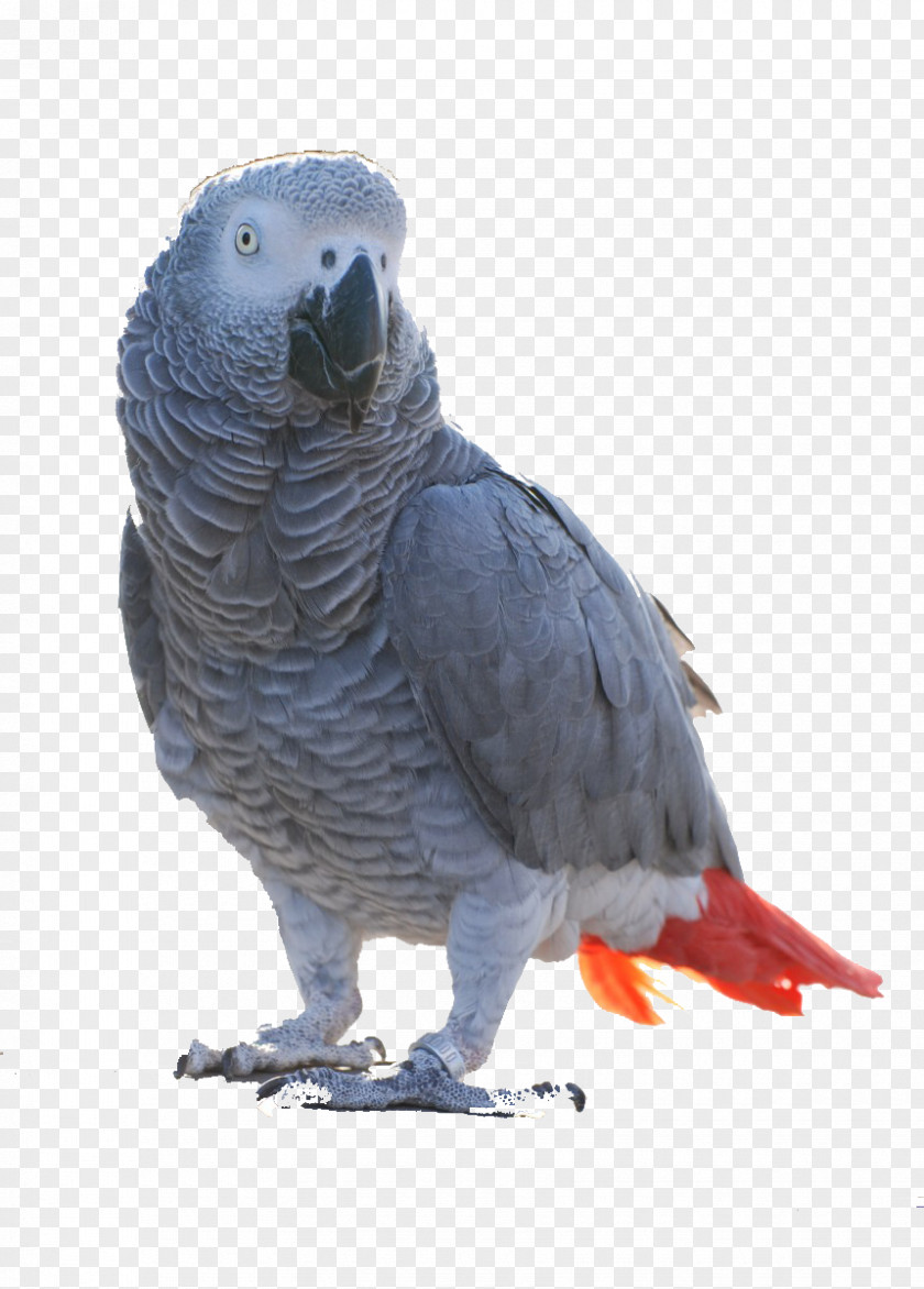 Bird Grey Parrot Alex Timneh Breeding Pair PNG