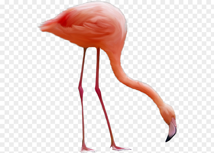 Flamingo Image File Formats Clip Art PNG