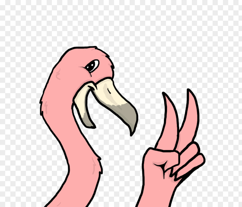 Flamingos Water Bird Anatidae Mouth Beak PNG