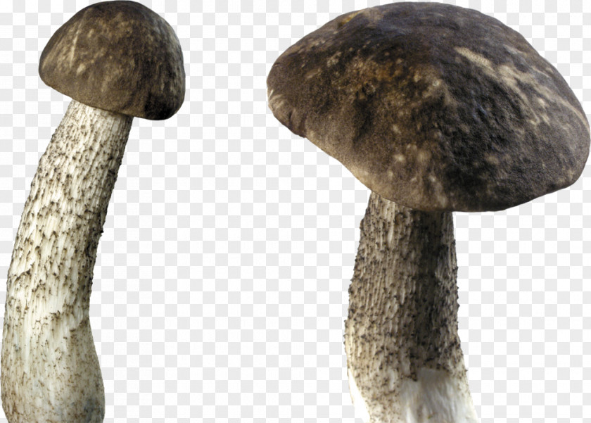 Mushroom Desktop Wallpaper Fungus PNG