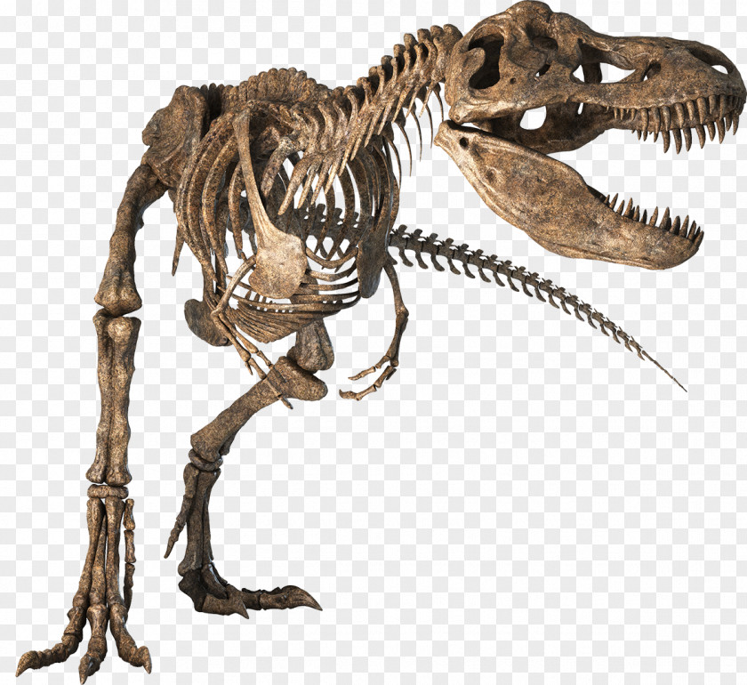 Skeleton Tyrannosaurus Velociraptor Dinosaur Bony Fishes PNG