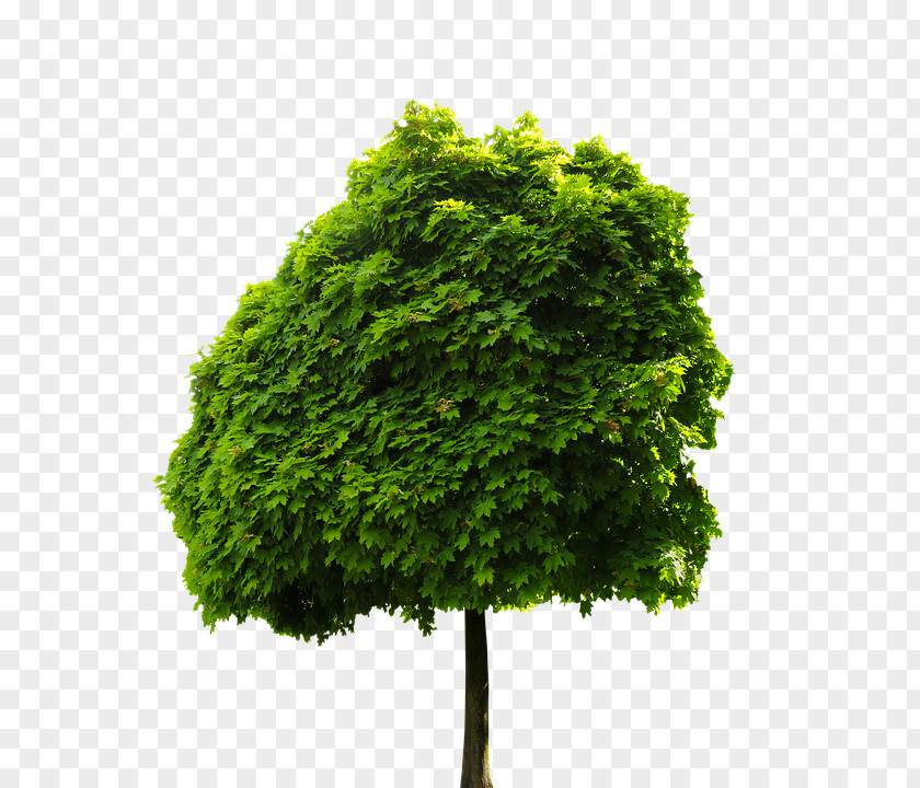 Tree Image Photography PNG