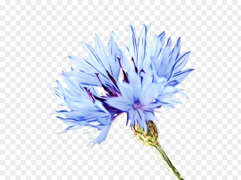Cornflower Clip Art Plant Symbolism Blue Flower PNG