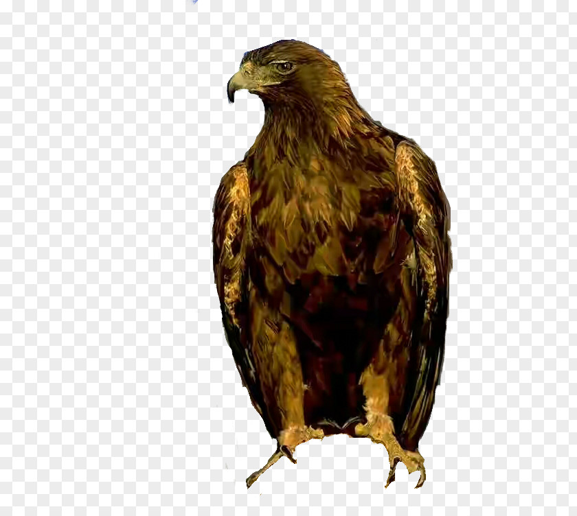 Falcon Beak Bird Golden Eagle Of Prey Accipitridae PNG