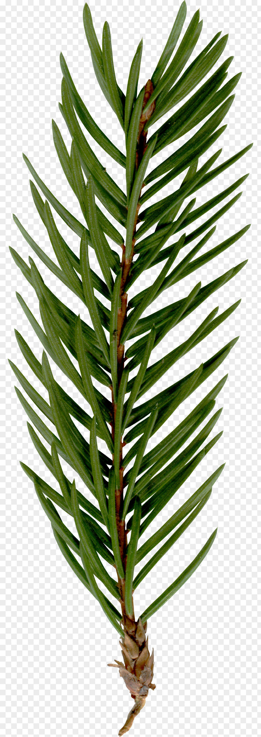 Flowers,decoration,Green Leaves Fir Spruce Twig Plant Stem Terrestrial PNG