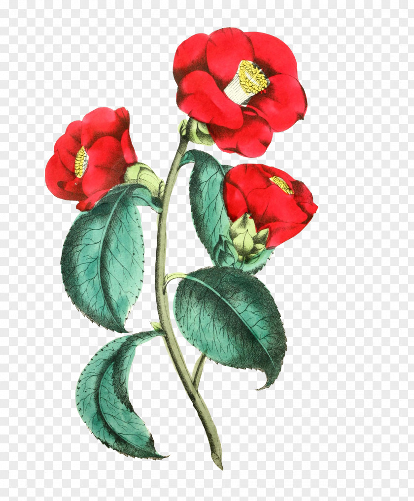 Camellia Floral Design Rose Flower Designs Clip Art PNG