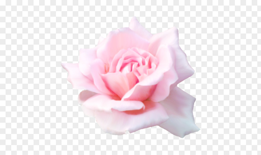 Flower Garden Roses Beach Rose Pink Petal PNG