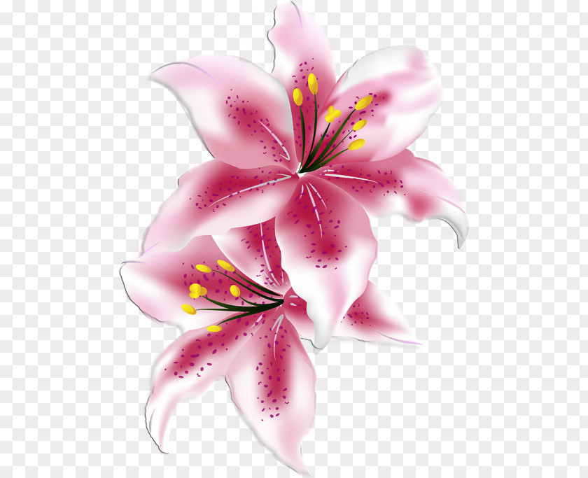 Flower Lilium PNG