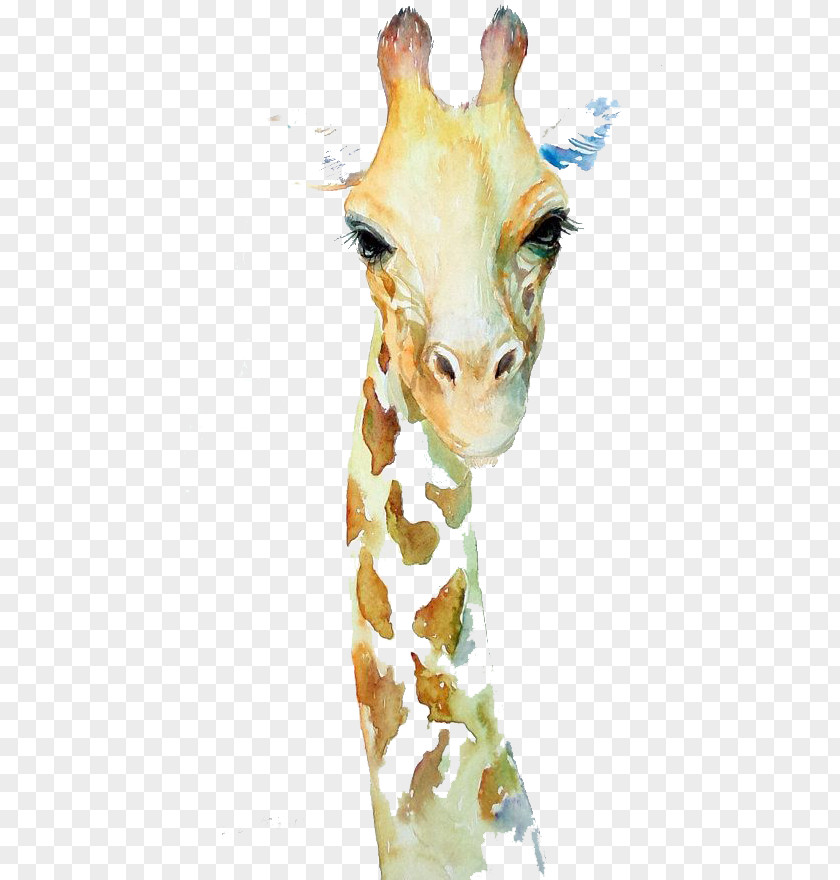 Giraffe Drawing Girrafe Watercolor Painting Acuarela/ Watercolor: Animals PNG