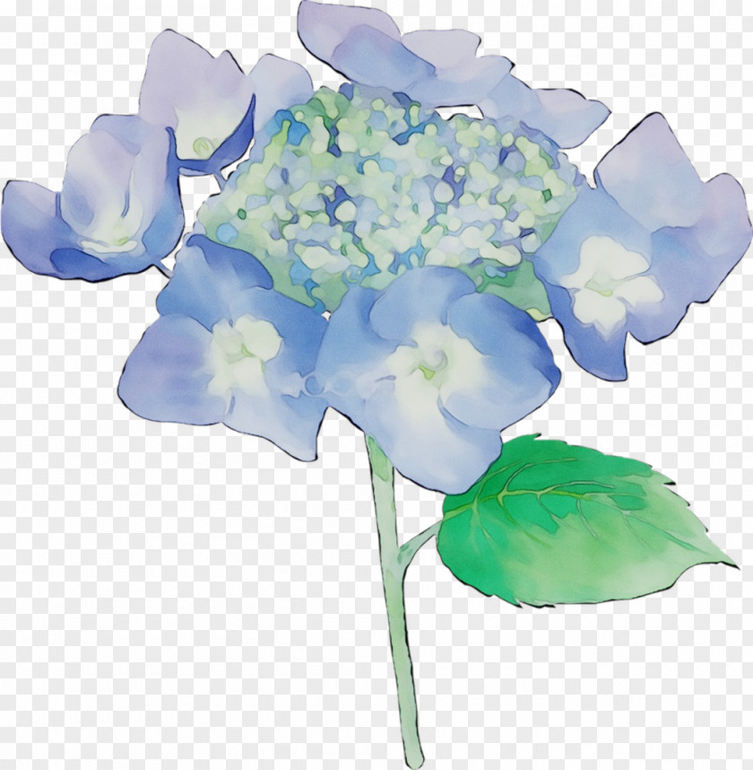 Hydrangea Cut Flowers Floral Design Plant Stem PNG